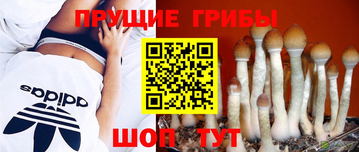 Псилоцибиновые грибы Psilocybe  где найти наркотики  Михайловск  Вход с VPN 